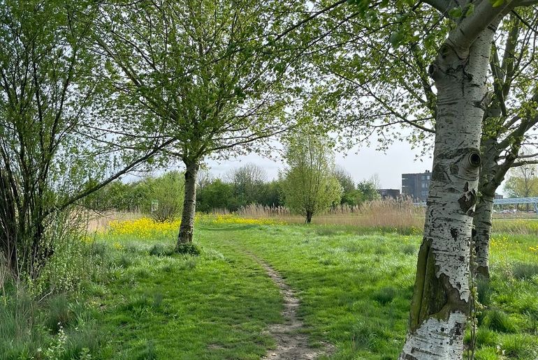 Deze drie geliefde berken maken het verkeersgeluid minder storend 