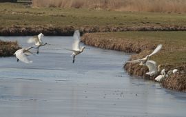 Platalea leucorodia. Lepelaar