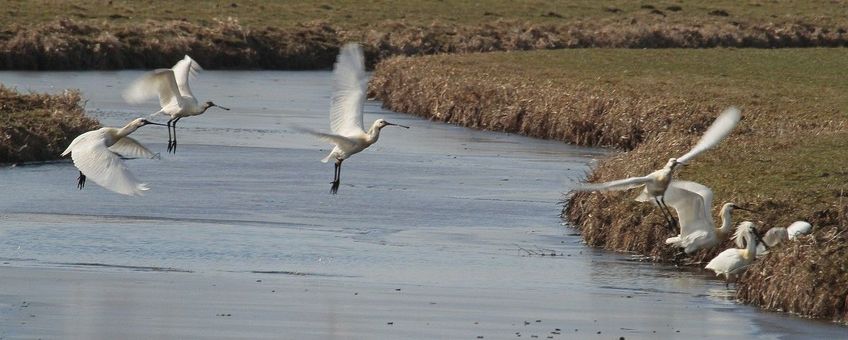 Platalea leucorodia. Lepelaar