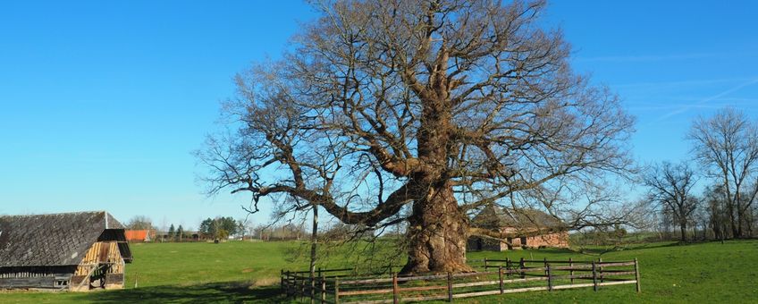 600-jarige veterane eik, Beauval-en-Caux te Frankrijk. Mogelijk 600 jaar oud en op 130 centimeter hoogte een diameter van 310 centimeter