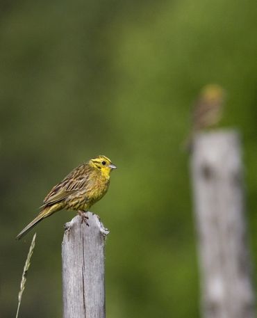 De geelgors profiteert ook van vogelakkers