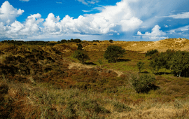 Duinlandschap Terschelling (beeld in overleg te gebruiken, contact communicatie.esg@wur.nl)