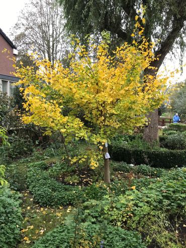 Ginkgo in een buurtuin