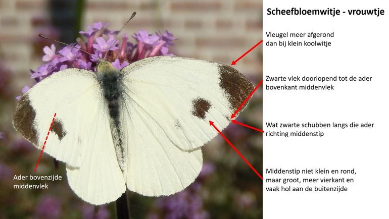 De kenmerken waaraan het scheefbloemwitje is te onderscheiden van het klein koolwitje