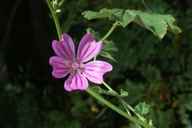 Malva sylvestris 3, Groot kaasjeskruid, common mallow