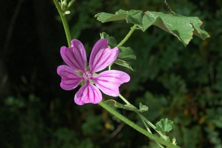 Plant bijvoorbeeld Groot Kaasjeskruid (Malva sylvestris). Deze hoge inheemse plant met grote, donkerroze bloemen is een makkelijke soort en een goede nectarbron voor vele vlinders, bijen en andere insecten