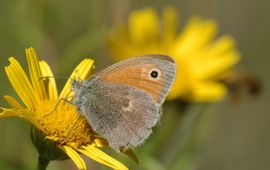 Hooibeestje, Coenonympha pamphilus