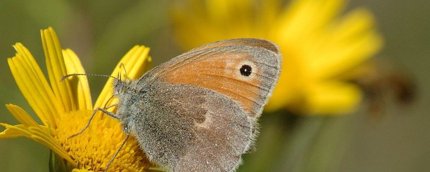 Hooibeestje, Coenonympha pamphilus