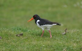 Jaap Schelvis, Saxifraga Haematopus ostralegus. Scholekster