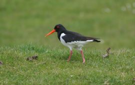 Haematopus ostralegus. Scholekster