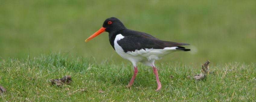 Haematopus ostralegus. Scholekster