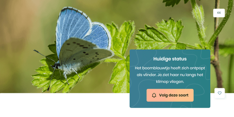 In de Nature Today-app is de ontwikkeling van elke vlinder eenvoudig te volgen