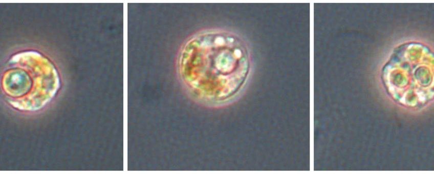 De goudalg Ochromonas eet een giftige blauwalg (Microcystis aeruginosa) op. Links slikt hij hem net in, rechts is de blauwalg inmiddels verorberd.