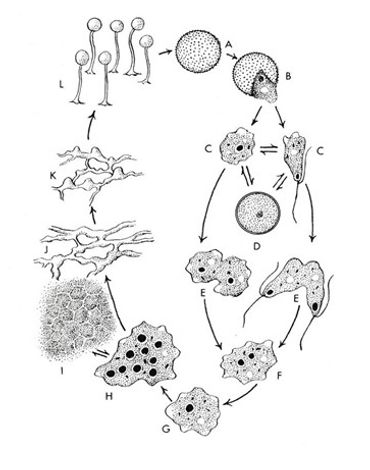 Levenscyclus van een slijmzwam A) spore; B) kieming van de spore; C) links myxamoebe en rechts een zwermcel, beide hebben een kern; D) mycrocist; E) deling van de cellen; F) samensmelting tot een nieuwe cel met twee kernen; G) twee kernen versmelten tot een kern (zygote); H) deling en vorming plasmodium; I) kan een sclerotium vormen bij slechte omstandigheden om te overleven; J, K) rijp plasmodium; L) vruchtlichamen (Bron: Myxomycetes 2017, Steven L. Stephenson and Carlos Rojas)