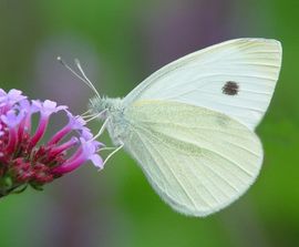 Pieris rapae. Klein koolwitje