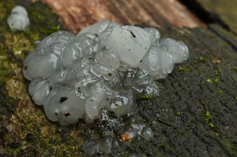 Kerntrilzwam op naaldhout