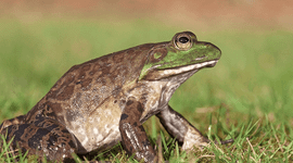 Amerikaanse stierkikker