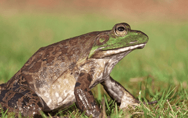 Amerikaanse stierkikker