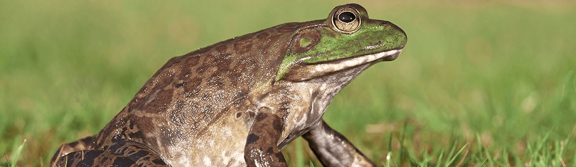 Amerikaanse stierkikker