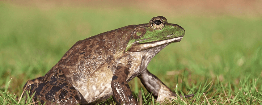 Amerikaanse stierkikker