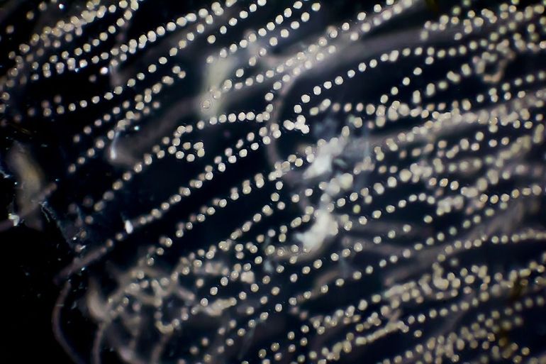 Microscopische foto van de eieren van het Schepje