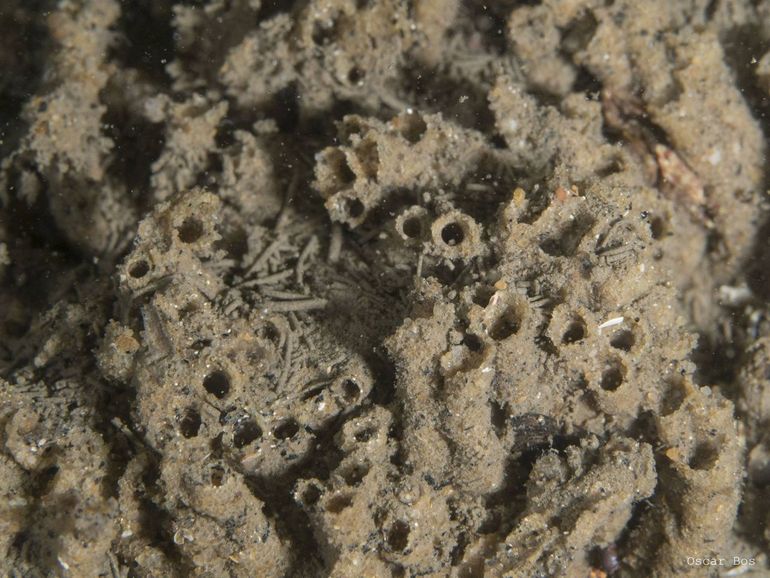 Sabellaria-wormen (zandkokerwormen) dragen bij aan riffen van zandsteen, natuurlijke 3D-structuren in de Noordzee