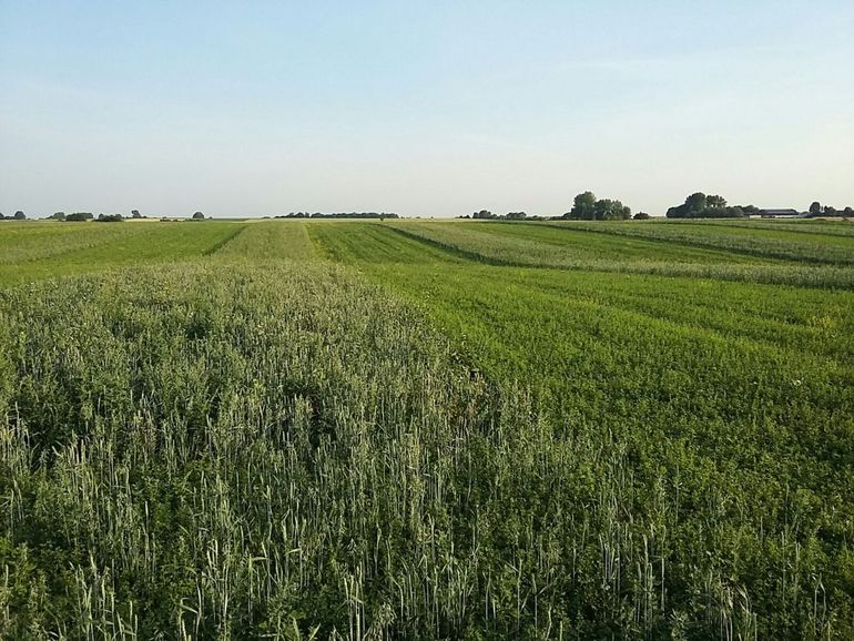 Vogelakker van 12 hectare bij Meldert in de Vlaamse Leemstreek, optimaal foerageergebied voor de Grauwe Kiekendief