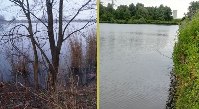 Twee beelden van de zuidelijke plas van de Noorder-IJplas aan de noordkant van het Noorzeekanaal. De zuidelijke plas is een brakwaterplas, de noordelijke plas, afgescheiden door een dam, is zoet. In de zuidelijke plas leeft het Zuid-Amerikaans brakwaterhorentje. In de plas aan de noordzijde leeft alleen de verwante soort Jenkins’ waterhorentje, maar ontbreekt de nieuwe soort