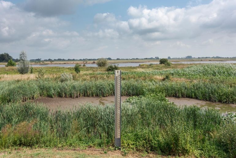 Verdroogd moeras