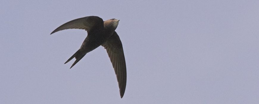 Nature Today | Eerste gierzwaluwen gesignaleerd