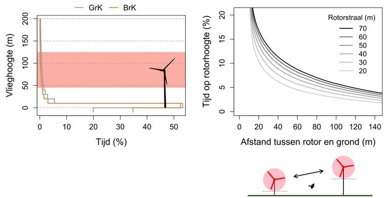 Links: Verdeling van de vlieghoogtes van mannetjes Grauwe en Bruine kiekendieven. Rechts: Relatie tussen de afmetingen van windturbines en de tijd die Grauwe kiekendieven op rotorhoogte doorbrengen. Op de x-as staat de afstand van de onderkant van de rotor naar de grond; elke kromme vertegenwoordigt een bepaalde rotorstraal.