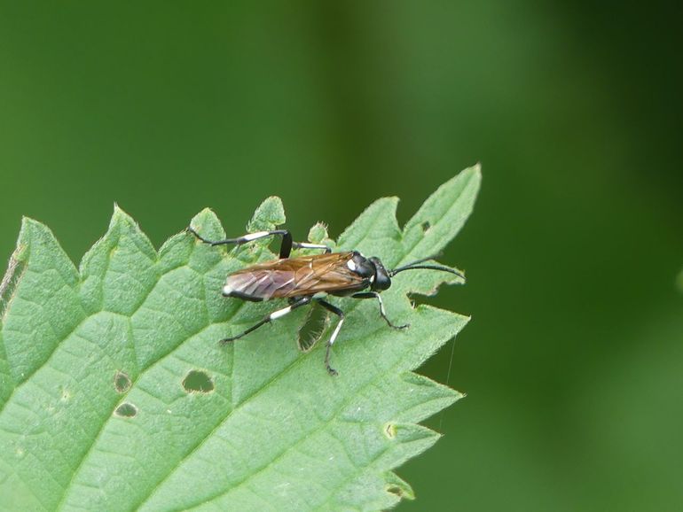 De vrouwtjes van Macrophya duodecimopunctata vallen op door de zwart-witmarkeringen