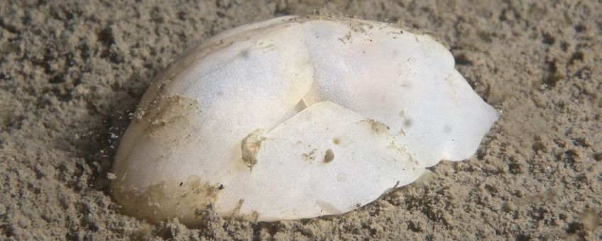 Het Schepje op het slib bij de Zoetersbout. De kop zit links en de ongeveer 4 centimeter lange slak begint zich net in te graven