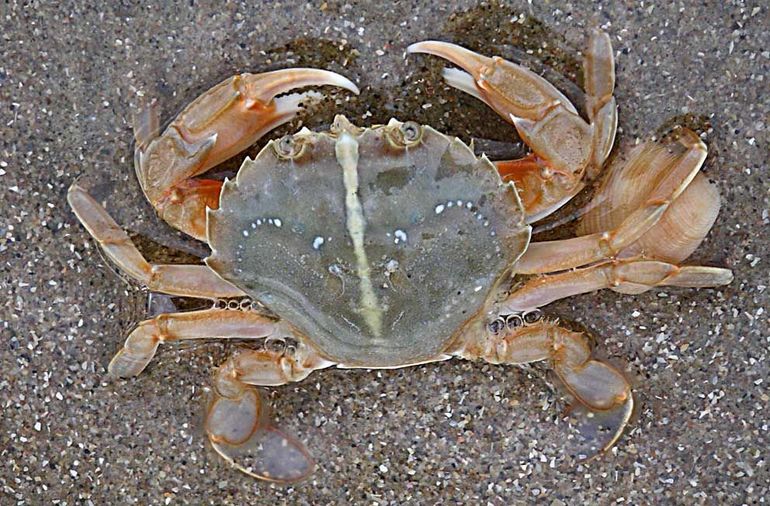 De Gewone zwemkrab. Een zwemkrab herken je meteen aan de achterste zwempoten. Die zijn niet puntig maar hebben ‘peddels’ of zwemvliesjes, waarmee de krab kan zwemmen. Het schild van de Gewone zwemkrab is vaak grijsachtig blauw tot zandkleurig bruin, met oranje poten en scharen. Het schild van de Grijze zwemkrab is vaak gemarmerd met zandkleurige poten (zie leadfoto)