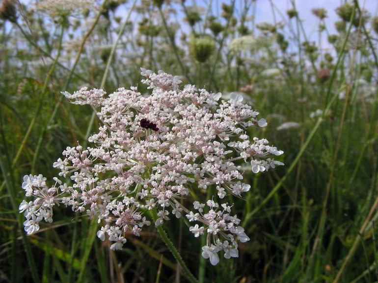 Het donkere bloemetje, omringd door witte en roze bloemetjes in een groot scherm