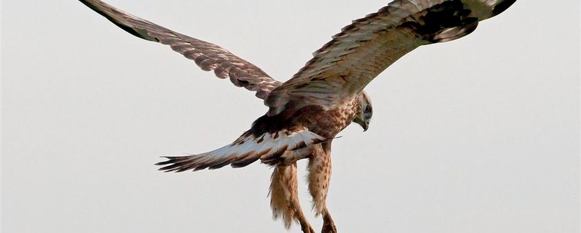 Ruigpootbuizerd. Oost-Groningen, oktober 2011.