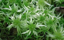 Michael Lüth Sphagnum riparium