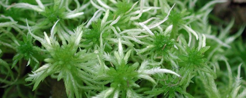 Sphagnum riparium