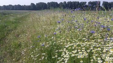 Zegenpolder