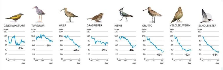 De achteruitgang van de weidevogels