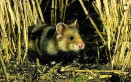 Europese hamster Saxifraga