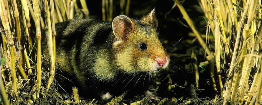 Europese hamster Saxifraga