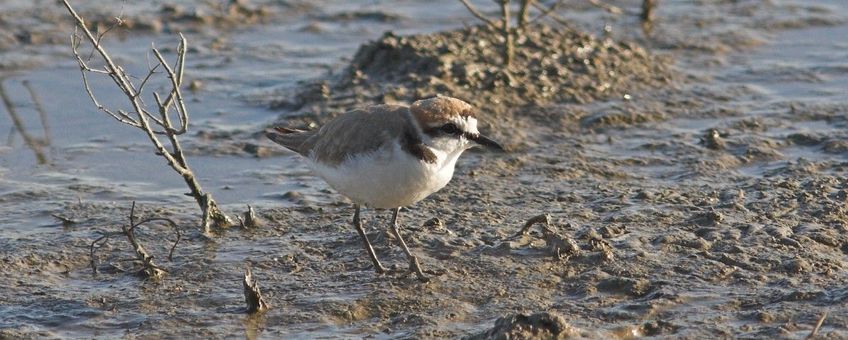 Strandplevier