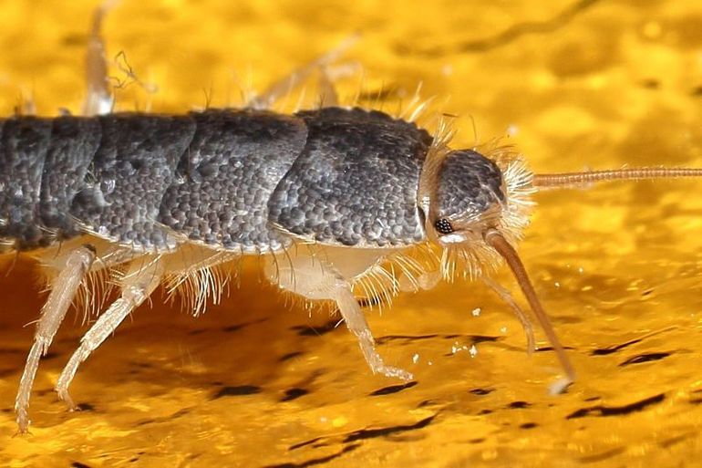 Het papiervisje laaft zich aan boeken, soortgenoten en insectenverzamelingen