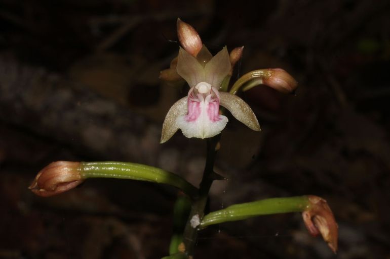 De uitheemse orchidee Oeceoclades maculata in bloei
