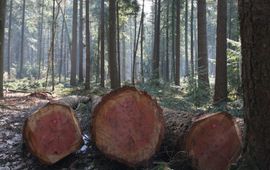 Bosgroepen Hout in het bos