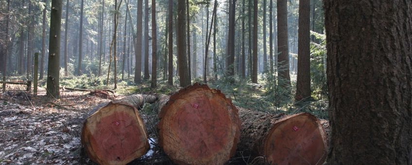 Hout in het bos