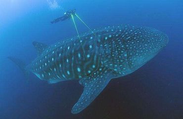 A whale shark near the Galapagos Islands being measured by a diver using laser photogrammetry