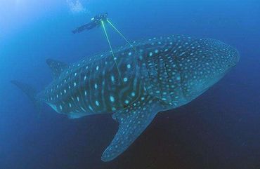 A whale shark near the Galapagos Islands being measured by a diver using laser photogrammetry