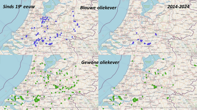 Verspreidingsbeeld van de gewone en blauwe oliekever